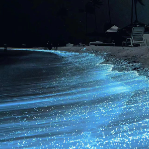 久久国产免费观看精品
