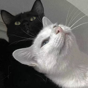 久久国产免费观看精品
